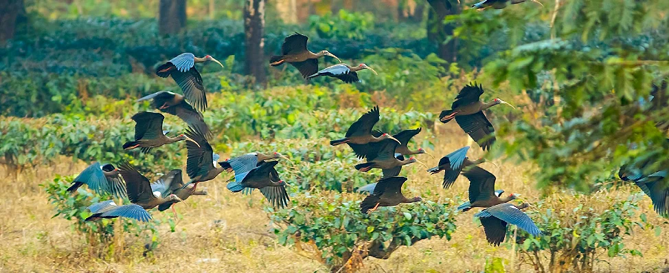 Red-naped black ibis