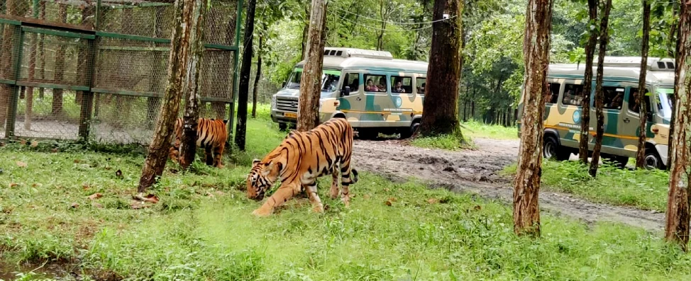 Tiger in safari