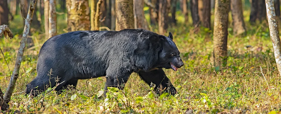 Asiatic Black Bear