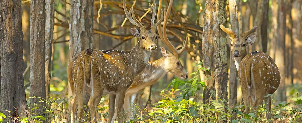 Spotted Deer