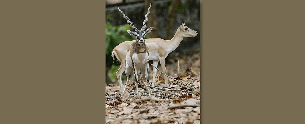 Black Buck