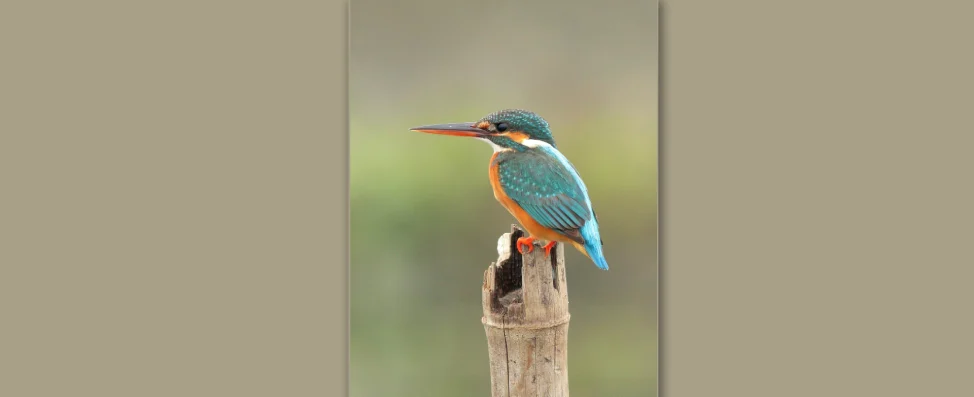 Kingfisher