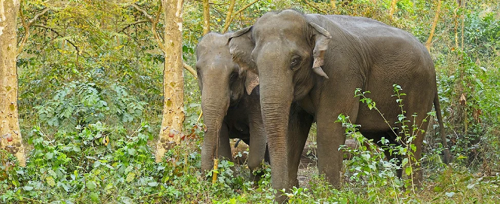 Asian Elephant