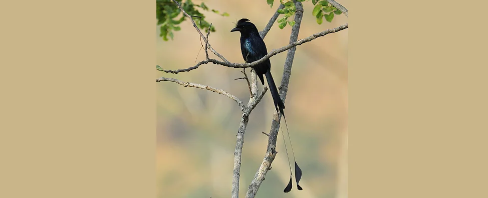 Racket-tailed Drongo