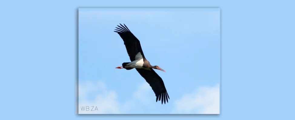 Black Stork