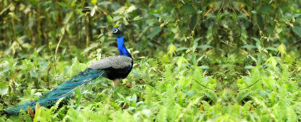 peacock