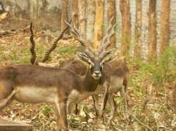 northbengalwildanimalspark.in Photos