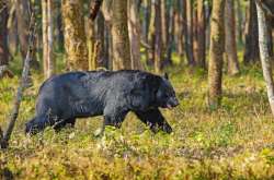 northbengalwildanimalspark.in Photos