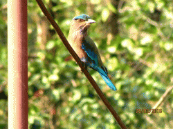 northbengalwildanimalspark.in Glimpses