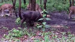 northbengalwildanimalspark.in Glimpses