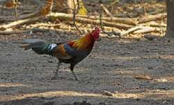 northbengalwildanimalspark.in Photos