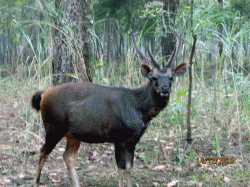 northbengalwildanimalspark.in Glimpses