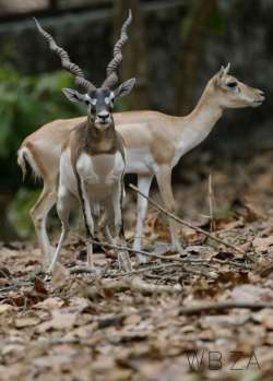 northbengalwildanimalspark.in Photos