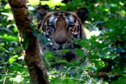 northbengalwildanimalspark.in Glimpses