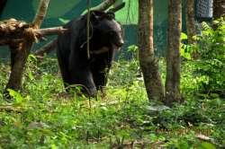 northbengalwildanimalspark.in Glimpses