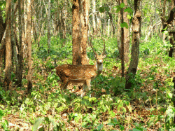 northbengalwildanimalspark.in Glimpses