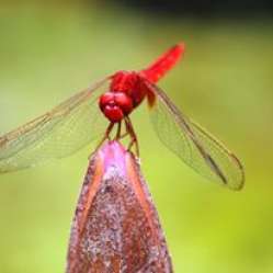 northbengalwildanimalspark.in Glimpses