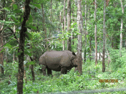 northbengalwildanimalspark.in Glimpses