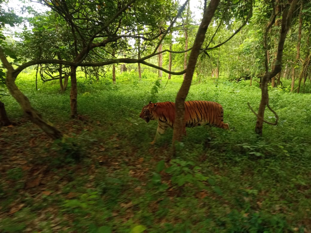 bengal safari closing time