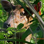 jungle safari siliguri